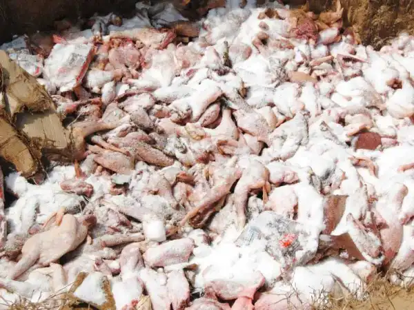 Chicken Consumers Flay Increased Processing Charges